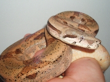 1.0 Hypo DH Snow yearling