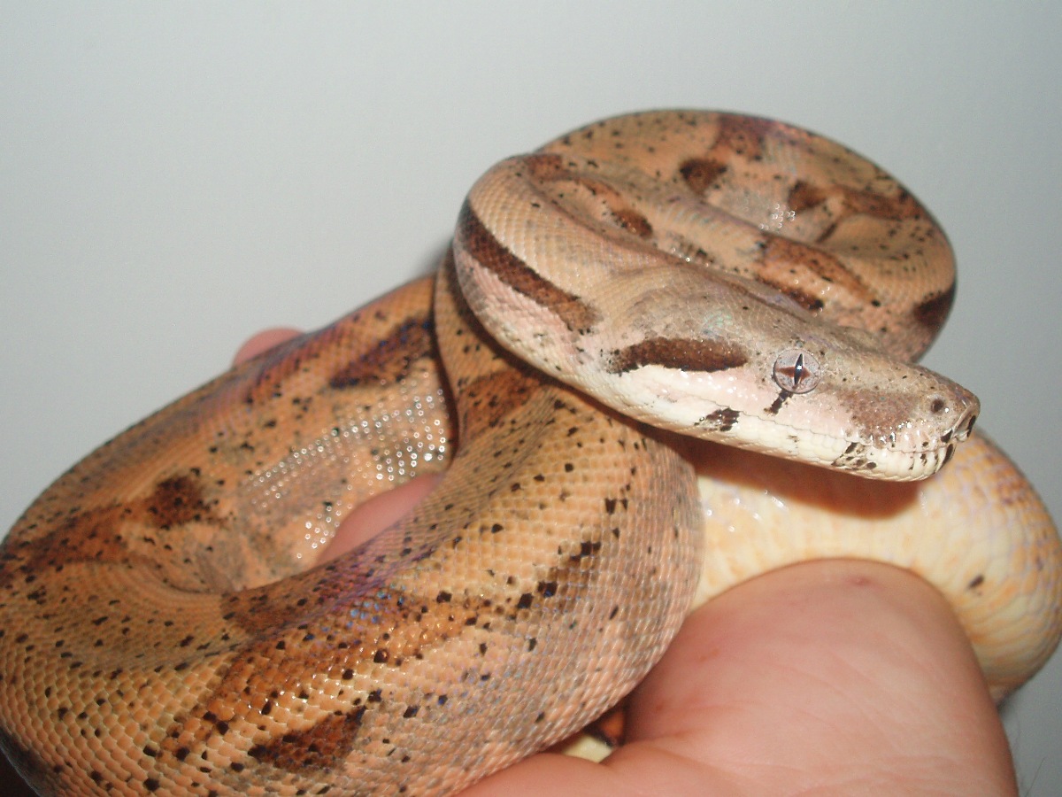 1.0 Hypo DH Snow yearling