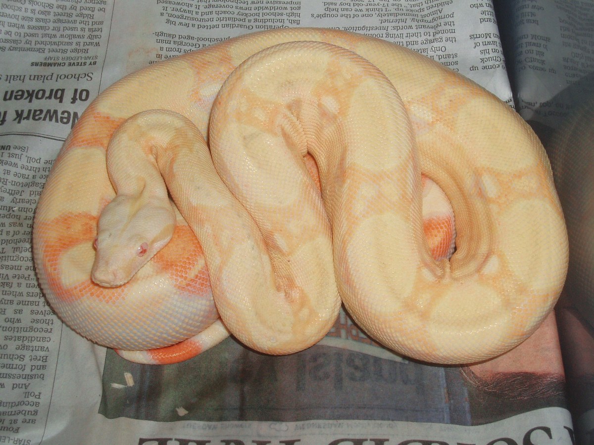 Xacia