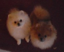 Dutchess and balou