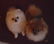 Dutchess and balou