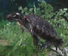 Pac Man *Painted Turtle*