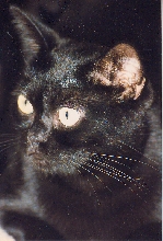 Oscar