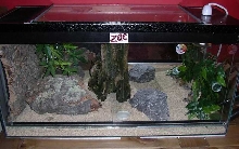 my Leo's Viv layout