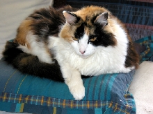 SophieJayne Catitude