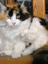 SophieJayne Catitude