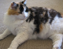 SophieJayne Catitude