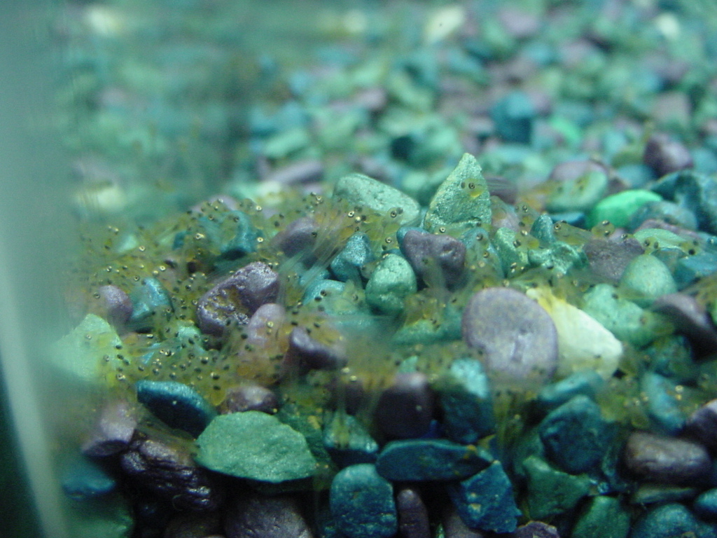 Piranha babies