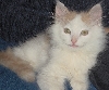Apollo