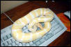 Albino Female