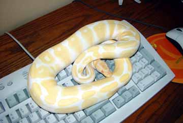 Albino Female