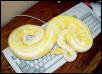 Albino Ball Male