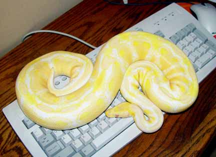 Albino Ball Male