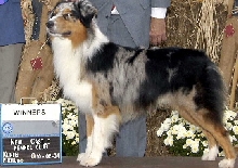 Austin earning his 9th AKC piont