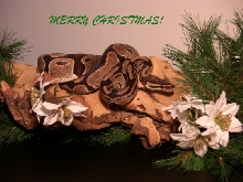 early Christmas wishes