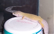 Miso