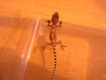 Unknown lizard