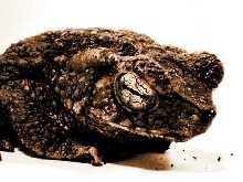 Bufo asper