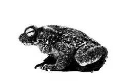 Bufo asper