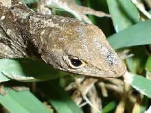 Florida Anole