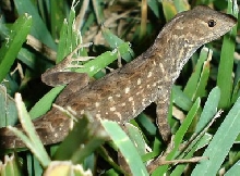 Florida Anole