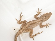 Florida Anole
