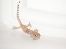Florida Gecko