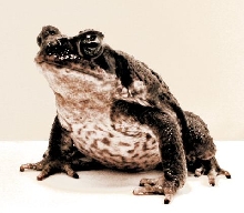Bufo marinus