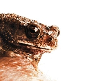 Bufo melanostictus