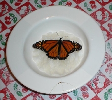 Monarch Randy