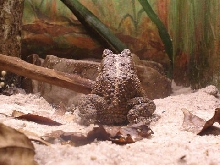 Bufo Terrestris