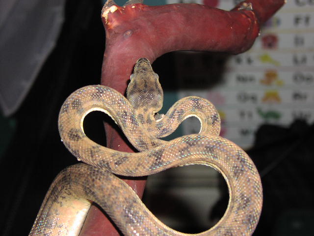 Amazon Tree Boa Female