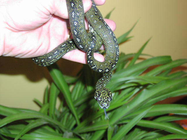 Diamond Male Again