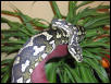 Female Diamond x Jungle breeder.