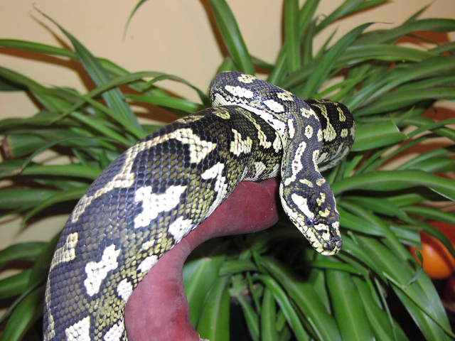 Female Diamond x Jungle breeder.