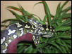 Female Diamond x Jungle breeder.