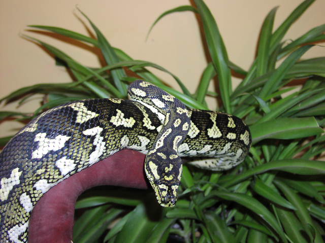 Female Diamond x Jungle breeder.