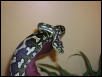 Female Diamond x Jungle Breeder