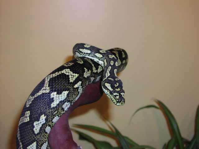 Female Diamond x Jungle Breeder