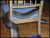 Papuan on a Chair.