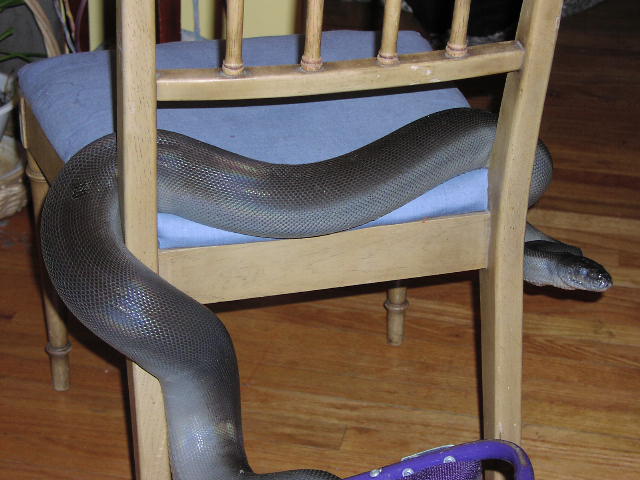 Papuan on a Chair.