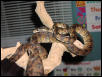 Amazon Tree Boa Male