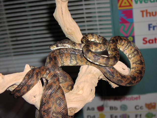Amazon Tree Boa Male