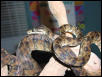 Amazon Tree Boa Male