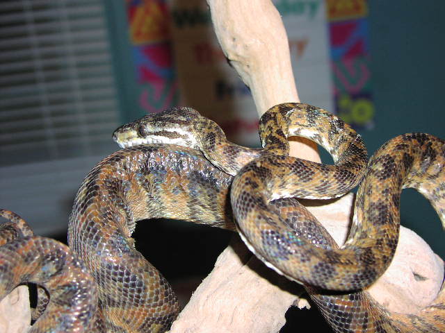 Amazon Tree Boa Male