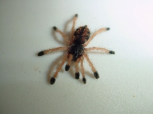 Avicularia bicegoi