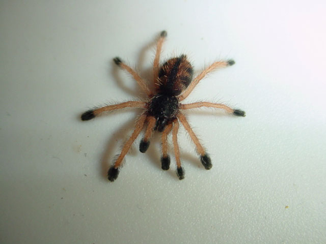 Avicularia bicegoi