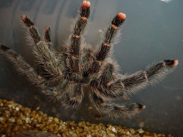 Avicularia juruensis, adult female