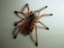 Avicularia metallica