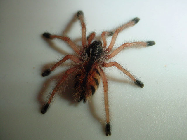 Avicularia metallica